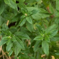 Great Willowherb